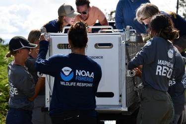 A team of 8 safely carrying and offloading seal carrier from the back of a pickup truck.