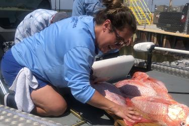A field sampler with the Alabama Department of Conservation and Natural Resources collects red snapper length and weight as part of Snapper Check dockside validation. 