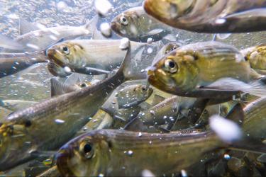 Alewife during their spring spawning migration in the Bagaduce River, Maine. 