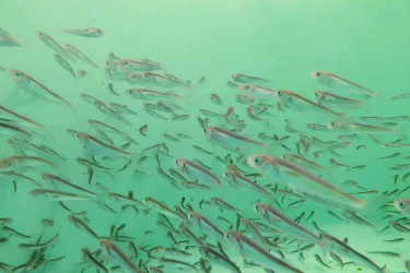 Hatchery-raised fish in water
