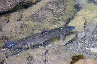 Adult steelhead in shallow water