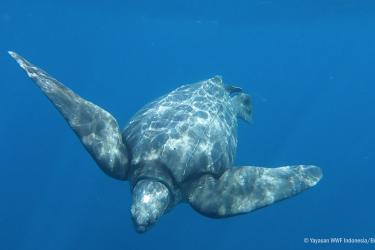 A leatherback turtle swimming in the waters of the Kei Islands, Indonesia.