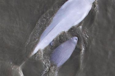 Aerial view of beluga whale with calf in water 