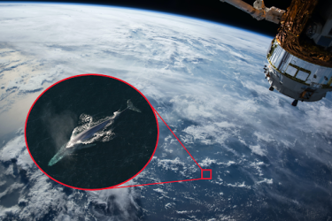 A view from a satellite over Earth’s ocean and an aerial view of a blue whale