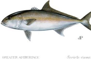 Greater Amberjack