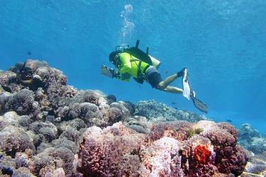 A diver swims over coral while recording its size and condition. 