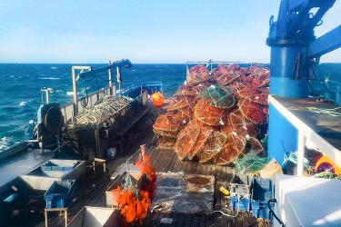 A commercial fishing vessel is at sea. The back deck is loaded with several dozen squat round traps made of orange netting. In the foreground are metal fish sorting bins, orange mesh bait bags, and blue plastic fish totes. Along the left side of the vessel are coils of rope in a gear deployment contraption. There is a slight chop to the water and the sky is blue and cloudless.