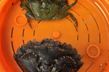 Invasive green crab carapace