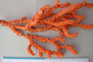 Orange coral on table next to ruler to show size