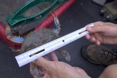 A closeup of human hands holding a blue crab and measuring the crab with a ruler