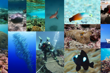 A collage of photos shows schools of fish, vibrant reefs, scuba divers laying transects, and scientists sharing information with the public. 