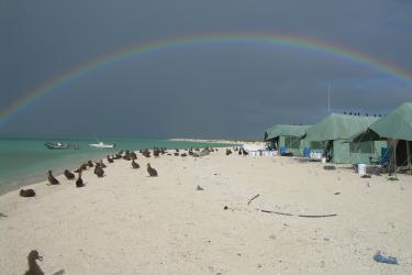 A rainbow appears over the shoreline with a row of green wall tents, two boats moored offshore, and dozens of albatross chicks sitting on the beach.