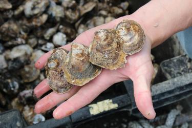 Four oysters in the palm of a man’s hand. In the background is a black tote full of oysters.