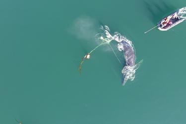 This aerial drone image shows the complexity of the entanglement through the mouth and wrapped around the flukes.