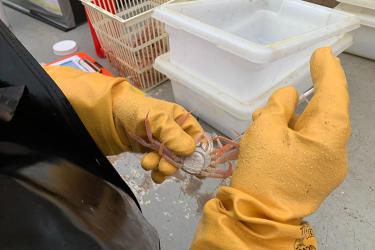 Vessel deck with gloved hands holding a 25mm opilio crab upside down while using a syringe to collect samples from the shoulder joint. Small sample baskets are in the background on a gray table.