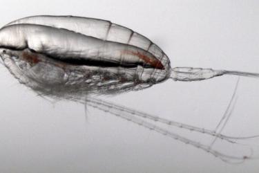 A blimp-shaped plankton with two long trailing antennae tucked along its underside and a shrimp-like tail.
