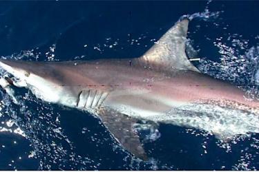 Shark in the water with a tag next to its first dorsal fin. 