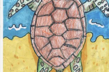 Sea turtle 
