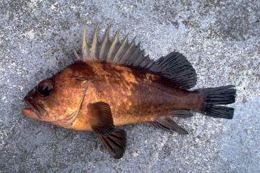 Quillback rockfish lying sideways on a rock