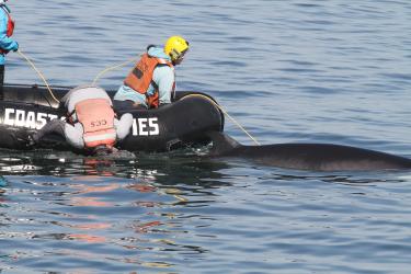 Large whale entanglement responders attemot to free an entangled minke whale. One responder is in the bow of the boat and holding the control line while another use a dive mask to better visualize the entanglement configuration.