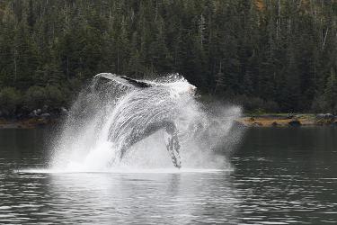Whale breaching out of the water
