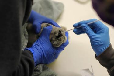HPAI Testing on a seal. 