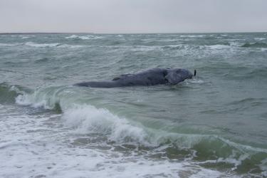 deceased female North Atlantic right whale