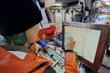  Female scientist wearing orange jacket and black hat enters data on a computer screen while another scientist measures a fish.