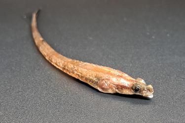 A long, thin tan and brown fish lies on its belly atop a black background. 