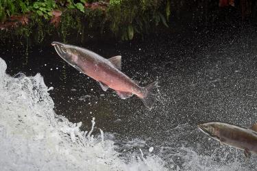 Washington coast coho migration (Photo: Paul Jeffrey/Wild Salmon Center)