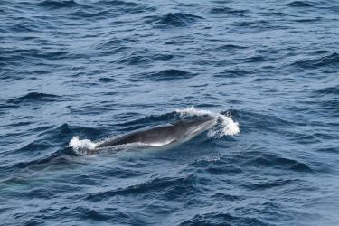 Rice’s whale at the surface.