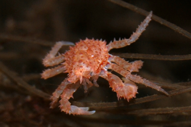 Tiny red crab with spikes