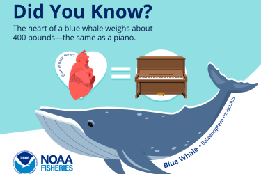 an infographic says "Did you know? The heart of a blue whale weighs about 400 pounds--the same as a piano. It shows an illustration fo a whale whale with its standard and latin name below it. Between the text and the whale are images of a blue whale heart, an equal sign, and a piano illustration.