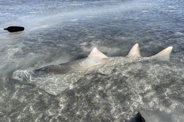 Smalltooth sawfish swims in shallow water.