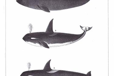 Original drawing by C.M. Scammon showing killer whale differences.