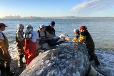 People on a beach performing a necropsy on a stranded gray whale