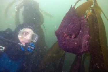 NOAA diver conducting an underwater survey