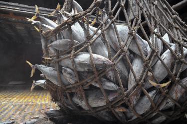Fish in net