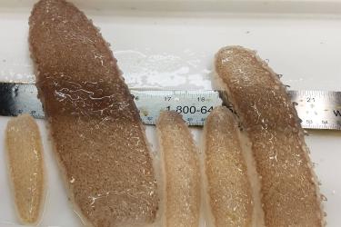 Pyrosomes of various sizes placed on top of a ruler for scale