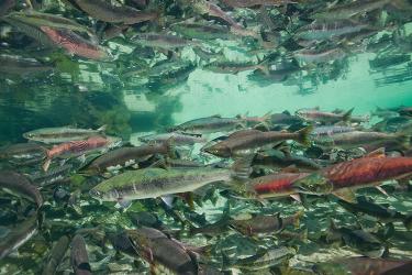 Underwater salmon in Alaska.