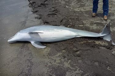 Stranded juvenile bottlenose dolphin
