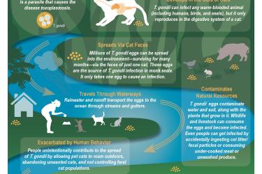  Infographic: A Cat-Borne Threat to Monk Seals: How Toxoplasma gondii makes it way from mountains to ocean.