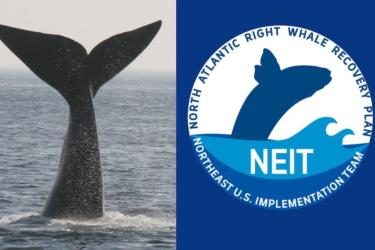 Whale tail and NEIT logo, graphic of whale breaching