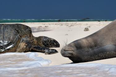  A Hawaiian Green Sea Turtle  and Hawaiian monk seal layout under the sun on a shoreline next to one another.