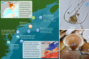 Left: A map of the Northeast US shelf ecosystems with icons indicating notable events that are described in the 2024 State of the Ecosystem reports. Notable events include a large phytoplankton bloom and bottom water heatwaves in the Gulf of Maine, construction of offshore wind projects, and periods of fish and shellfish mortality in the Mid-Atlantic Bight. Top Right: Image of the dinoflagellate species that dominated the Gulf of Maine phytoplankton bloom, T. muelleri, under a microscope at 400x magnificati