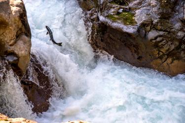 A coho salmon swims up the Sol Duc river on the Olympic Peninsula. 