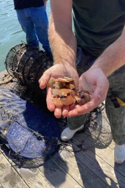 Photo of hands holding juvenile scallops raised at the University of Maine Darling Marine Center., dock and water in background with hands in foreground