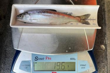Juvenile Chinook in a scale, weighing 19.6 grams