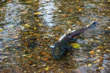 Chinook salmon returning to spawn at Finn Rock Reach.  (Photo: Tim Giraudier/Beautiful Oregon)