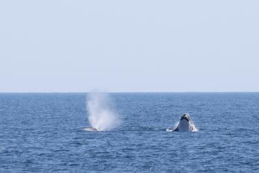 North Atlantic right whale Pico (pictured on the left with spout) and calf (pictured on the right with rostrum up) on June 1, 2024. 